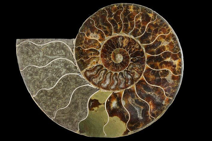 Agatized Ammonite Fossil (Half) - Madagascar #111503